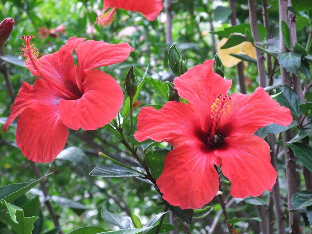 Paradise Garden Hotel 厄吕代尼兹 外观 照片